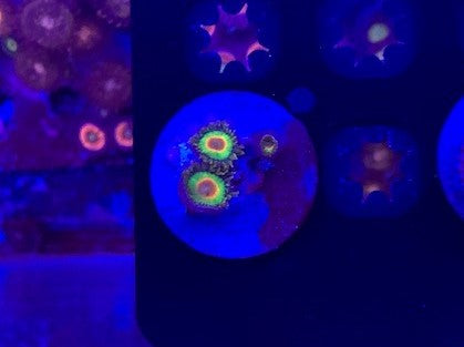 Zoanthid frag, 2